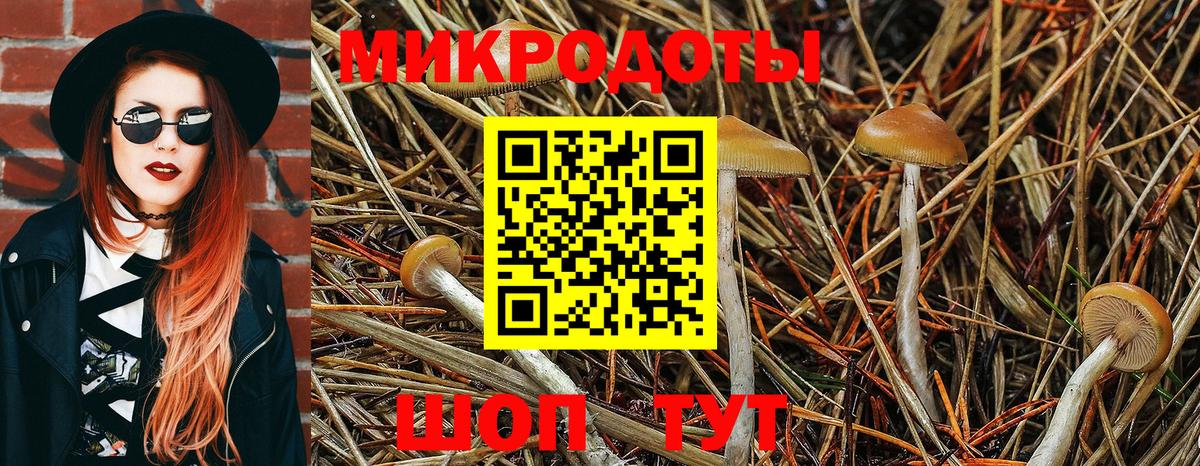 Курчалой  Псилоцибиновые грибы GOLDEN TEACHER  Вход с VPN  Галлюциногенные грибы прущие грибы 